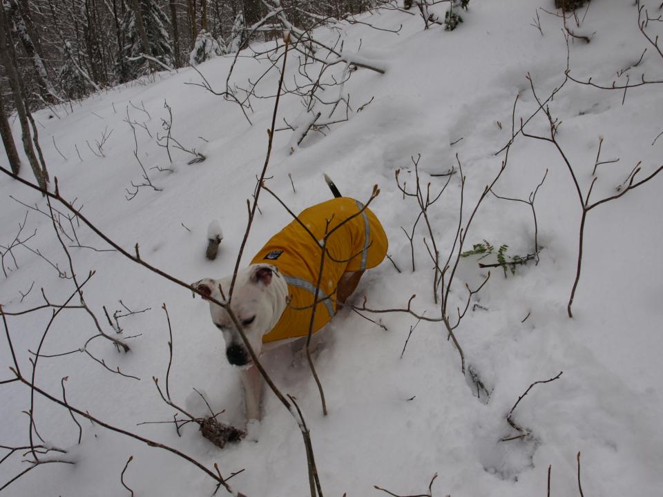 Dog Jacket