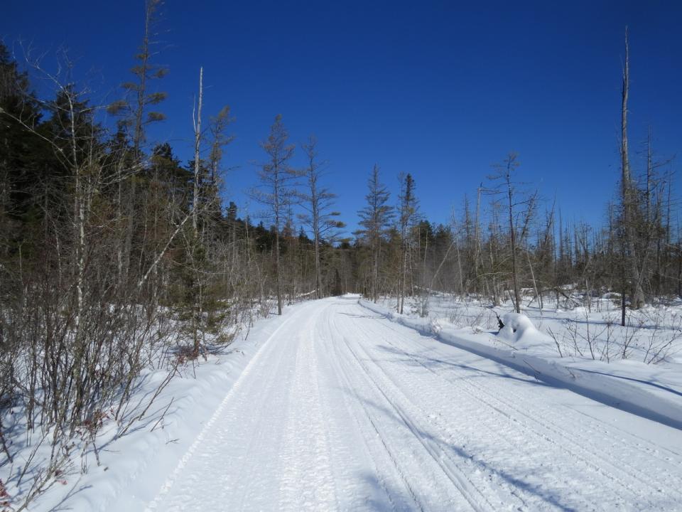 Dead Snags along trail by Brown's Tract Inlet