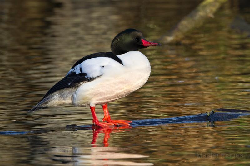 Common Merganser by Larry Master