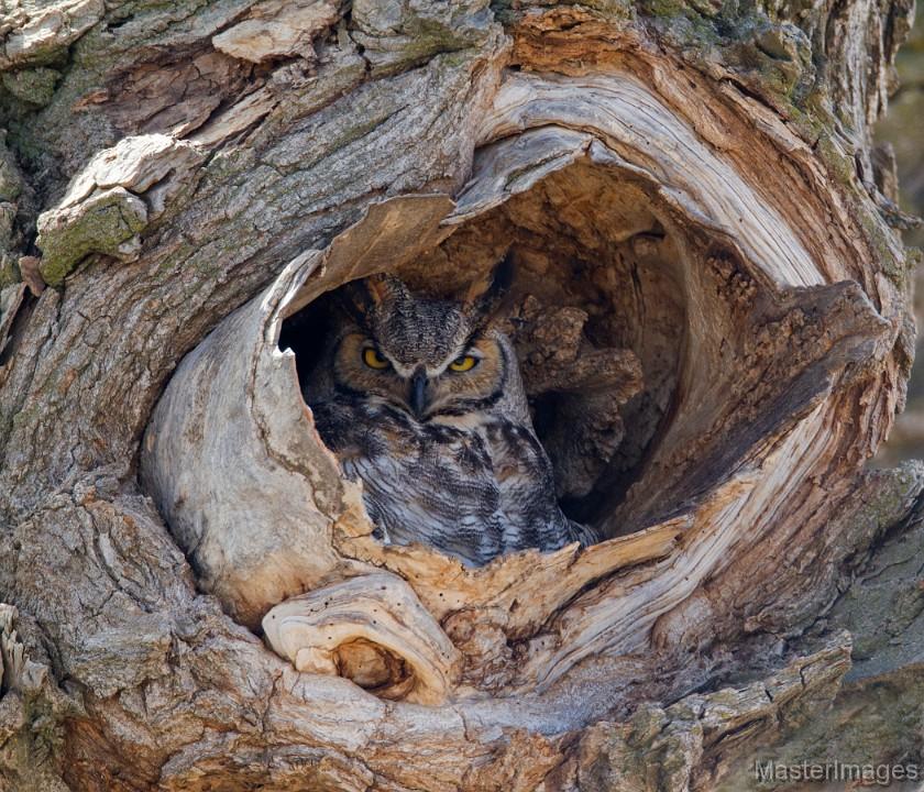 Great Horned Owl by Larry Master