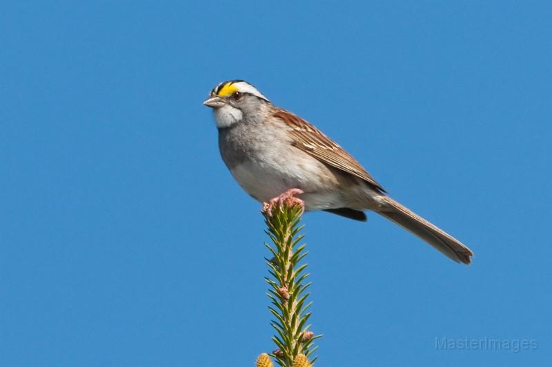 White-throated Sparrow by Larry Master