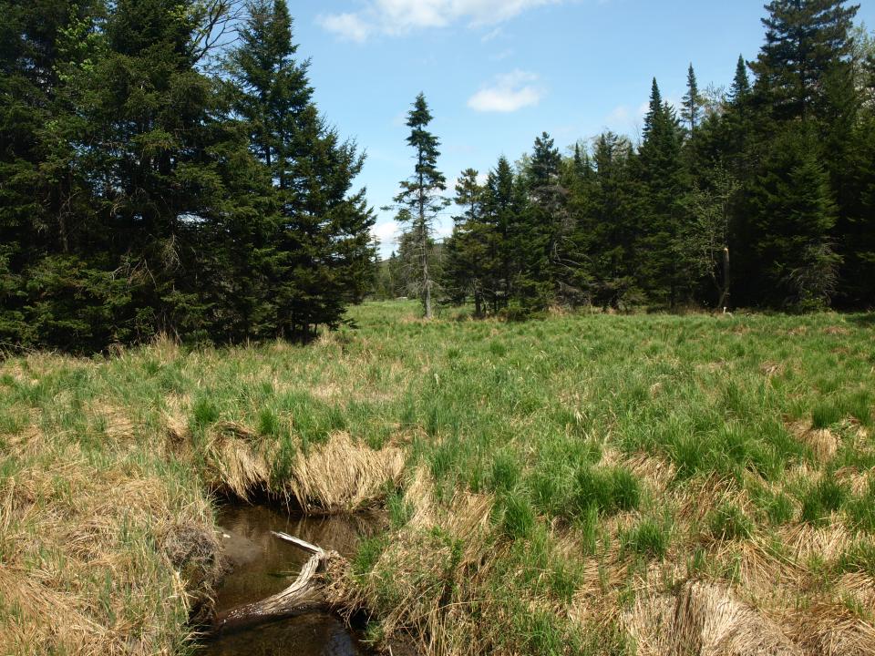 Grassy pond