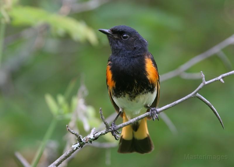 American Redstart by Larry Master