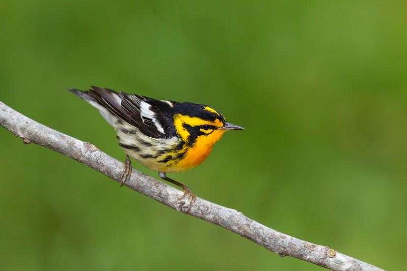 Blackburnian Warbler by Larry Master