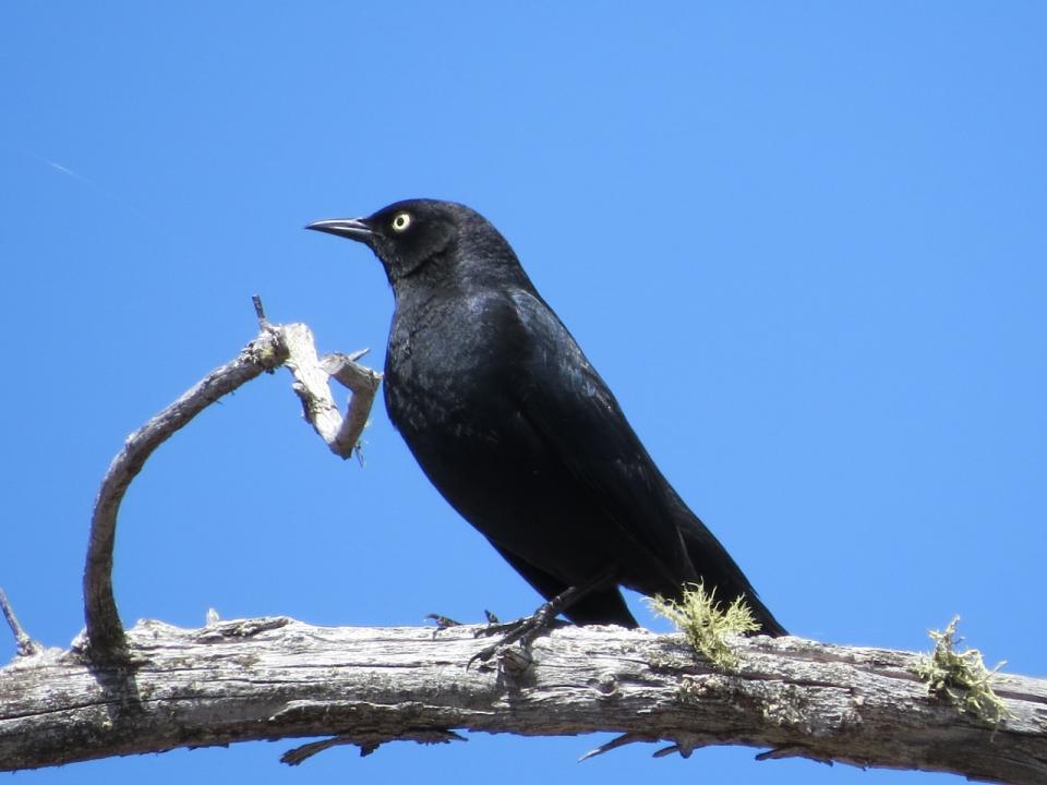 Male Rusty Blackbird