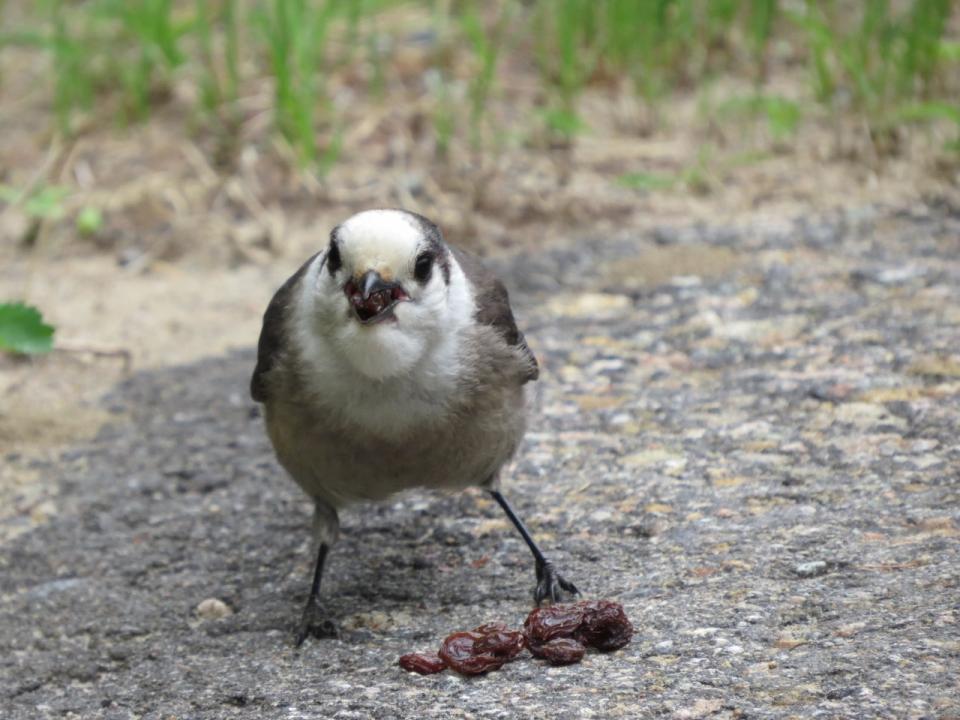 Gray Jay in Long Lake eating raisins!