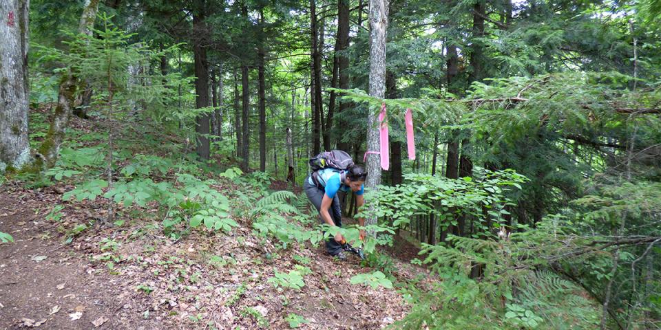 Allison cuts some of the first limbs along what will soon be the new trail to down to the Hudson River