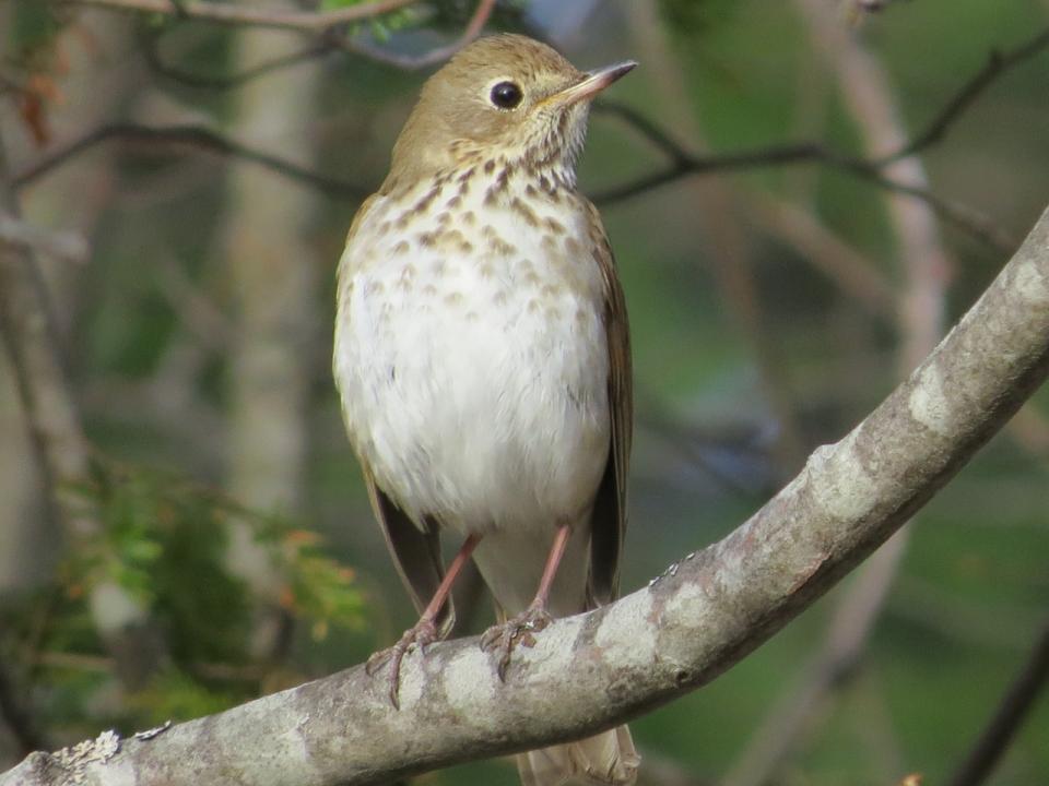 A light brown bird with a white belly.