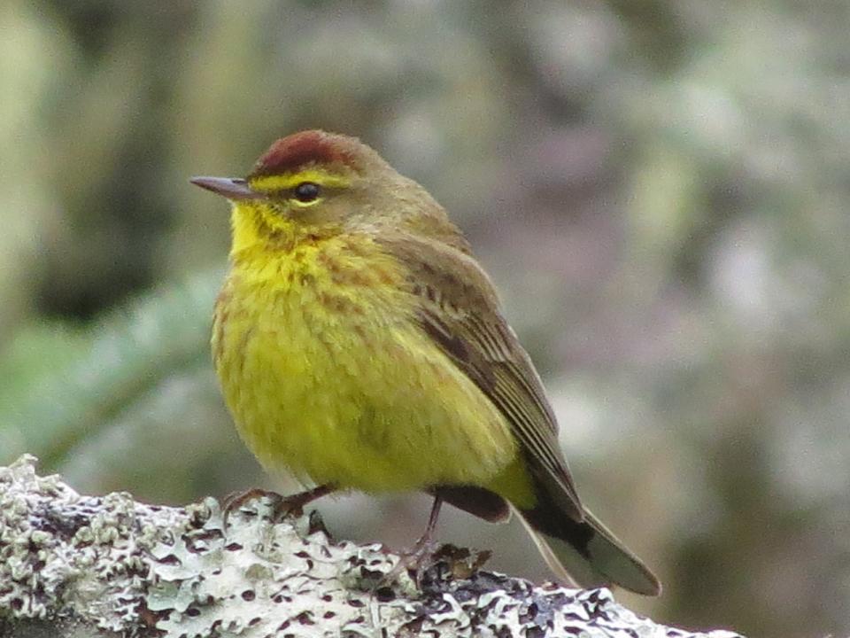 A yellow songbird with a rusty orange cap