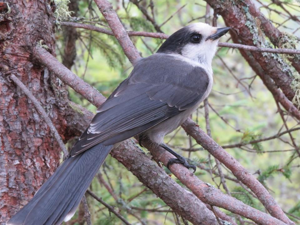 A dark and light grey bird.