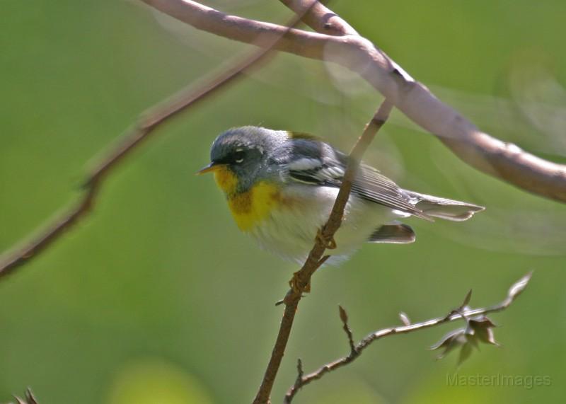 Northern Parula - Larry