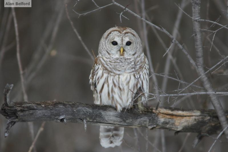 Barred Owl