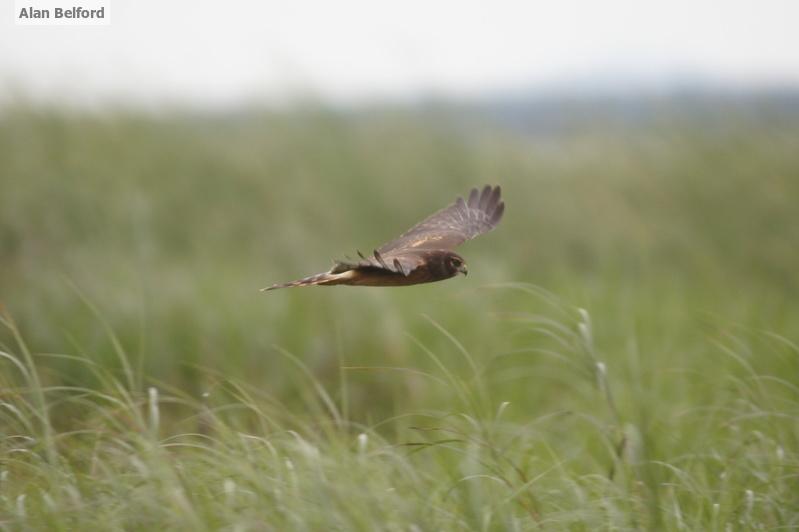 Northern Harrier