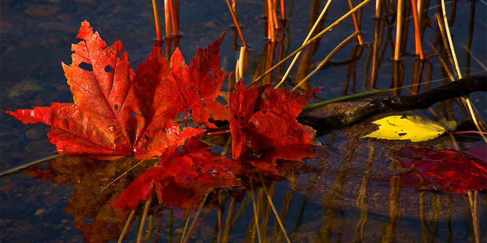 Fall foliage is all around us!