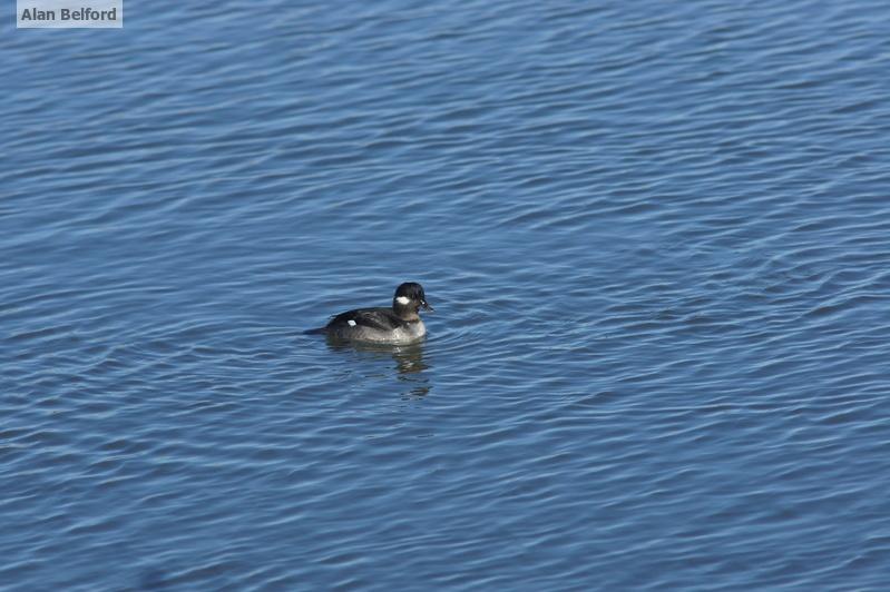 A female Bufflehead swimming on a lake.