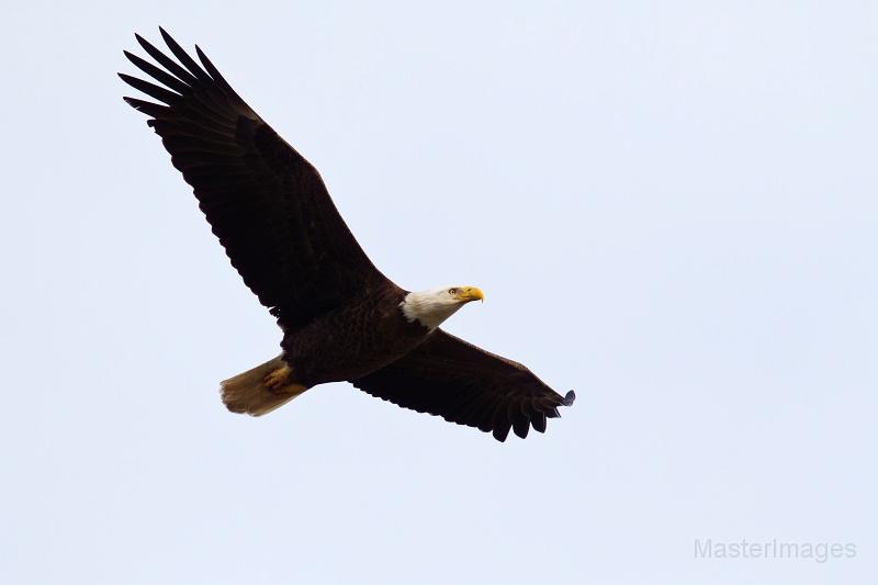 A bald eagle soaring through the sky