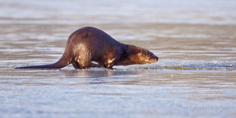 Otter - Larry