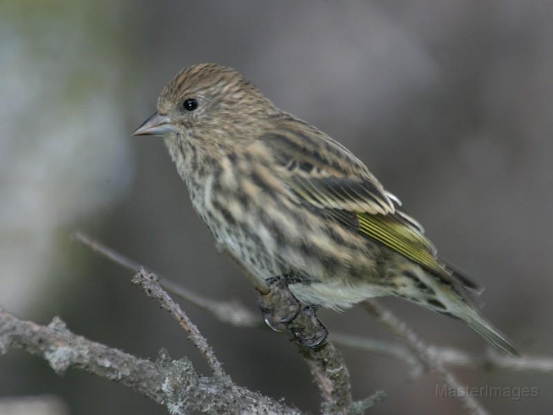 Pine Siskin - Larry