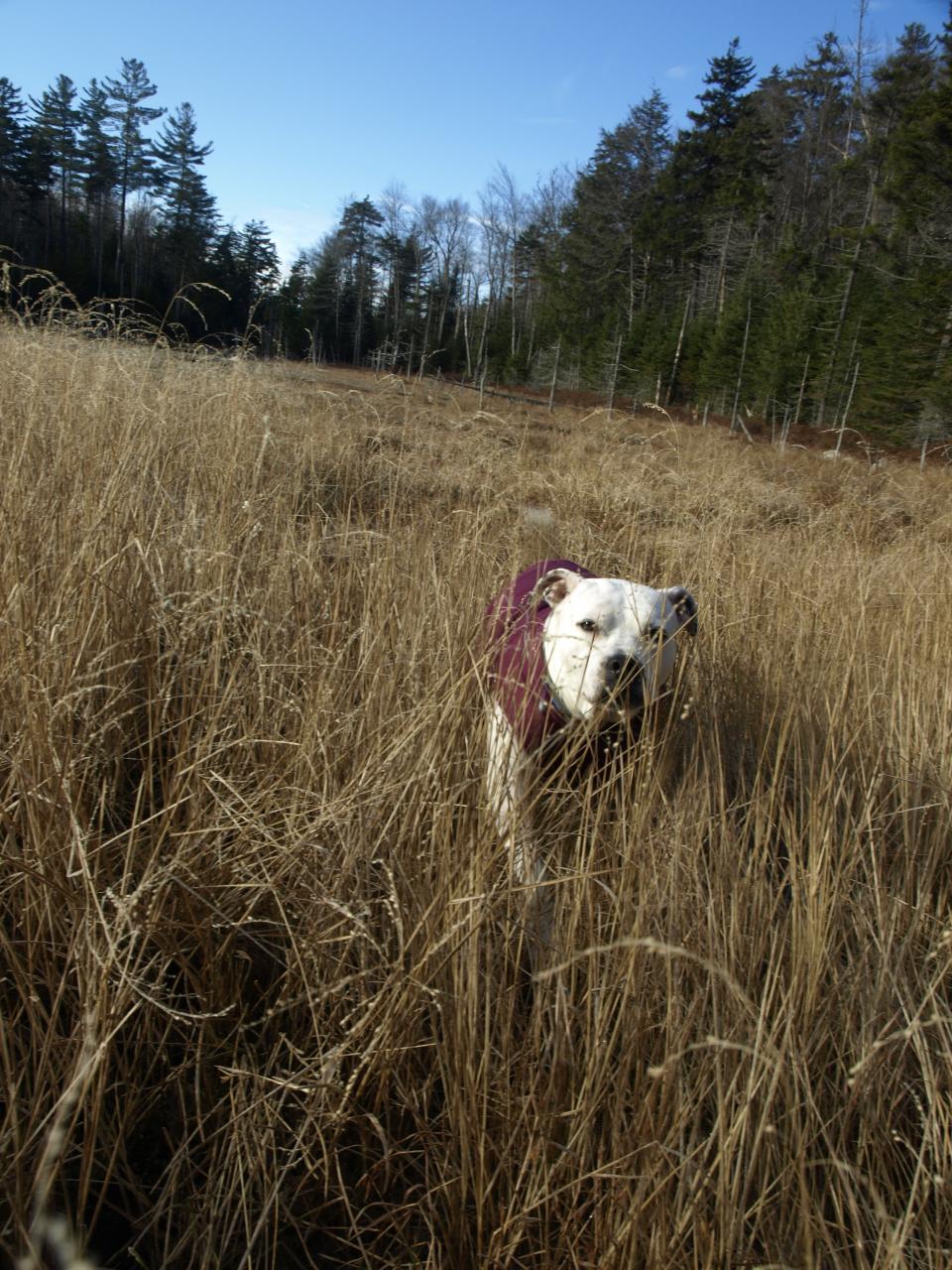 Sedge Hike