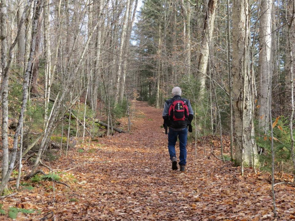 Trail along Lower Brown's Tract Pond