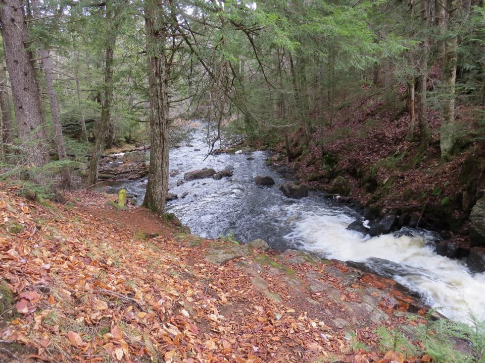 Lovely Sucker Brook