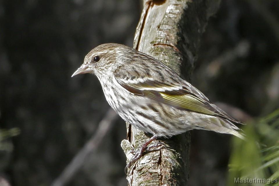 Pine Siskin by Larry Master