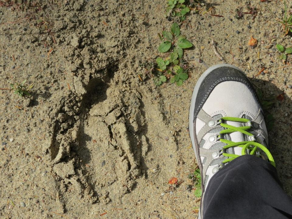 Moose track at Sabattis Bog