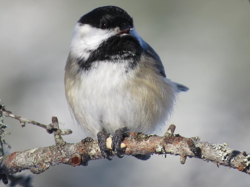 Black-capped Chickadee at Sabattis Bog