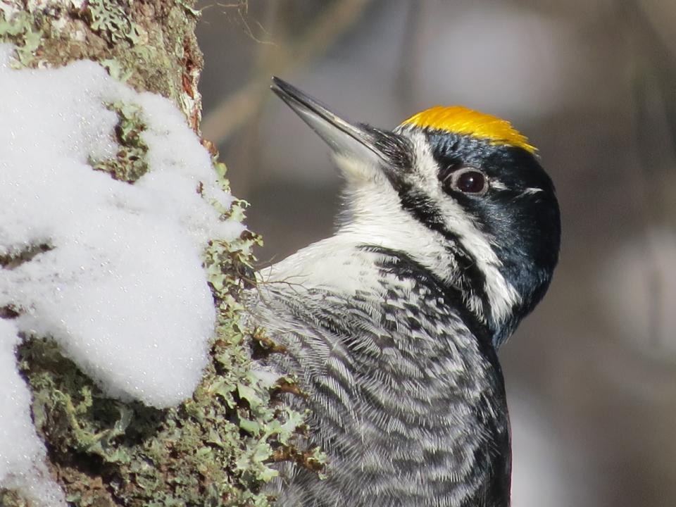 Male Black-backed Woodpecker at Sabattis Bog