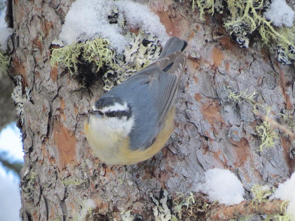 Red-breasted Nuthatch at Sabattis Bog