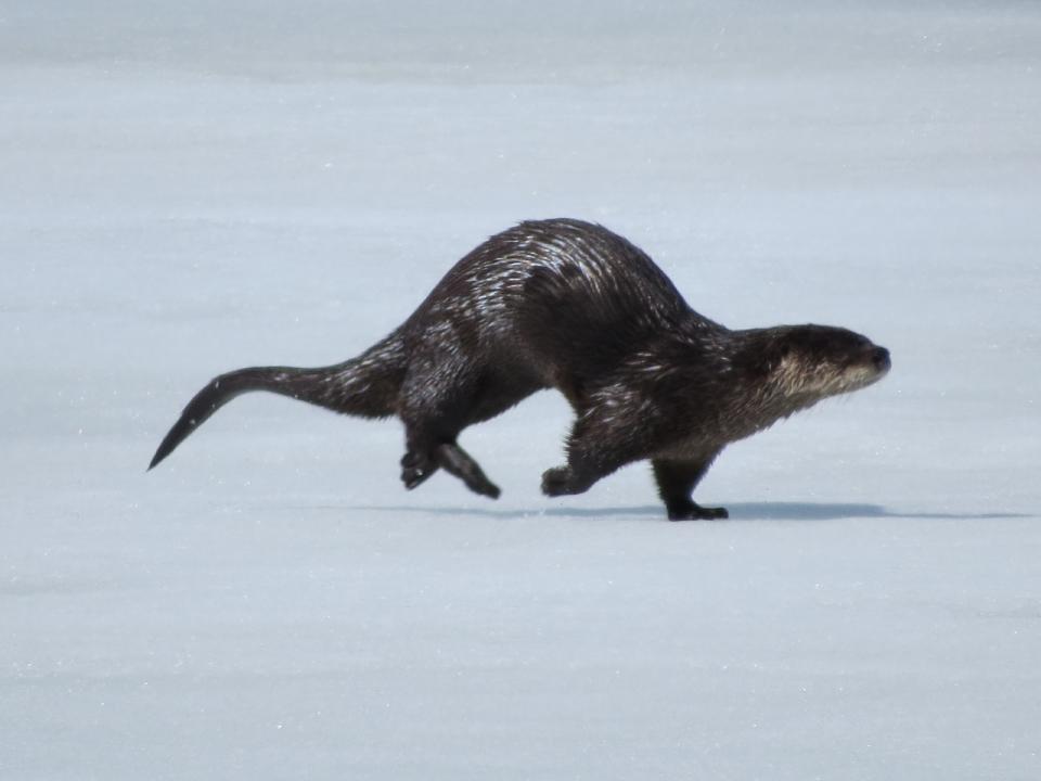 River Otter bounding on Little Tupper Lake