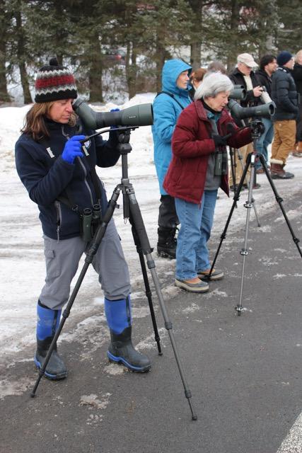 Birders viewing Evening Grosbeaks by Bill Schneider