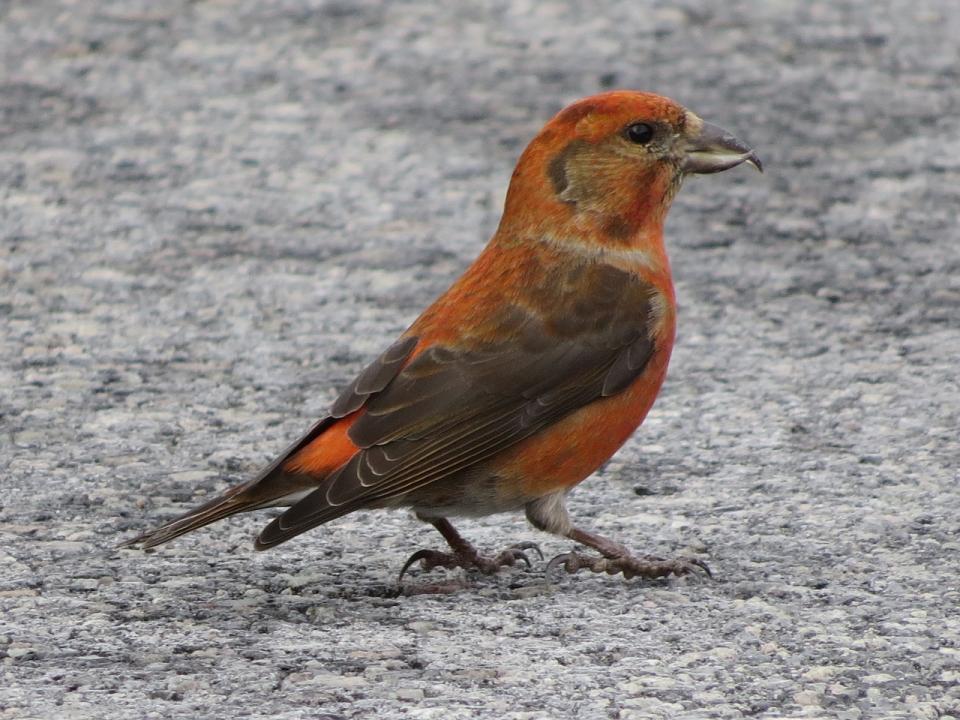 Male Red Crossbill in Long Lake