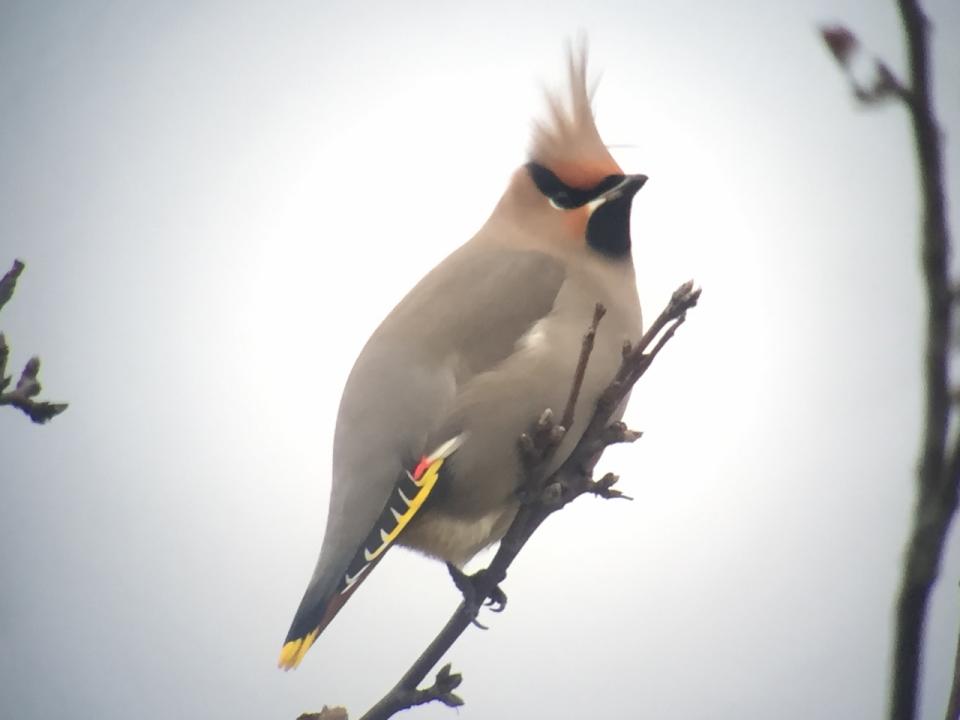 Bohemian Waxwing