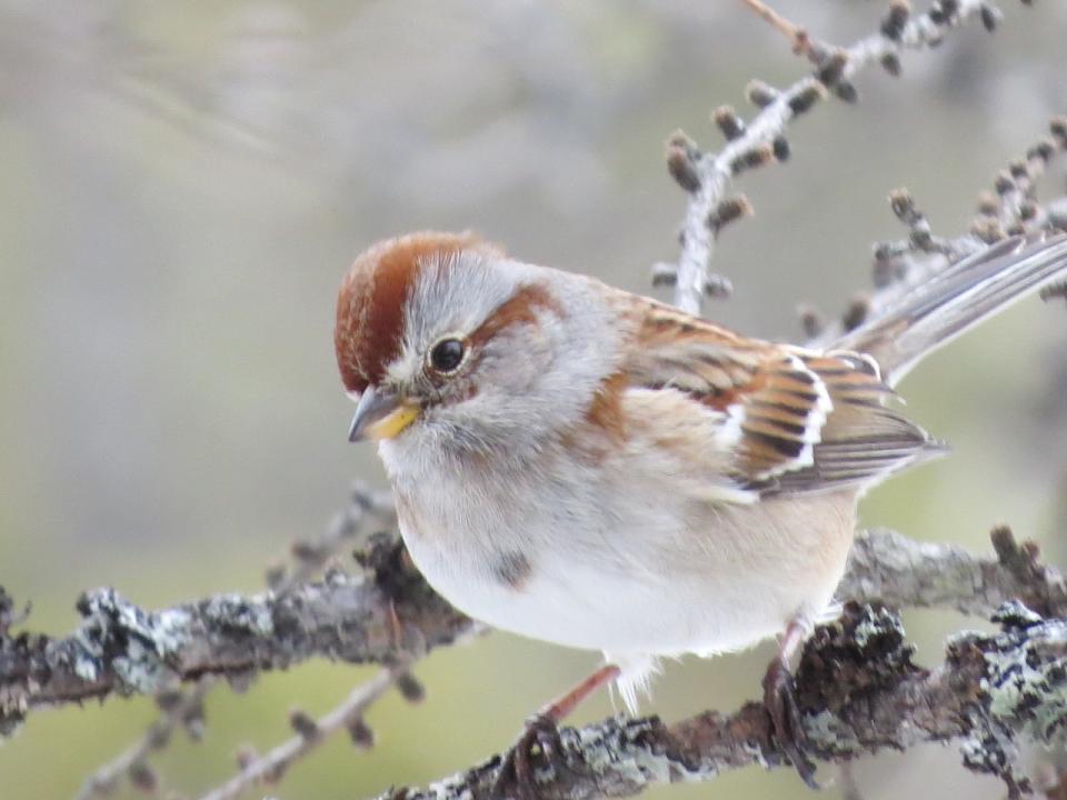 American Tree Sparrow