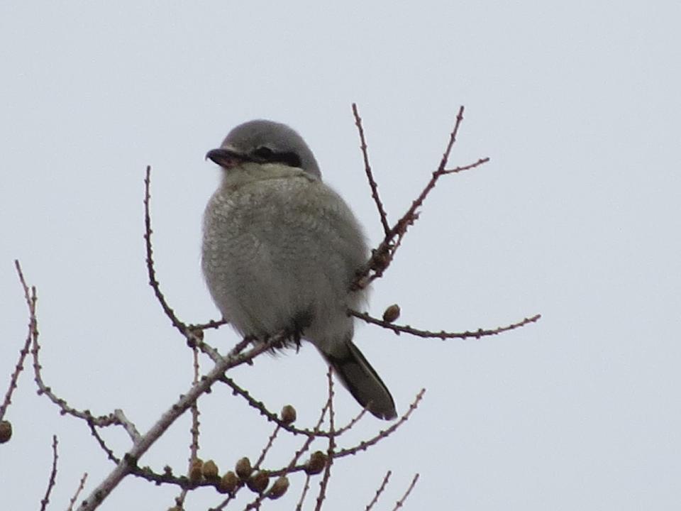 Northern Shrike