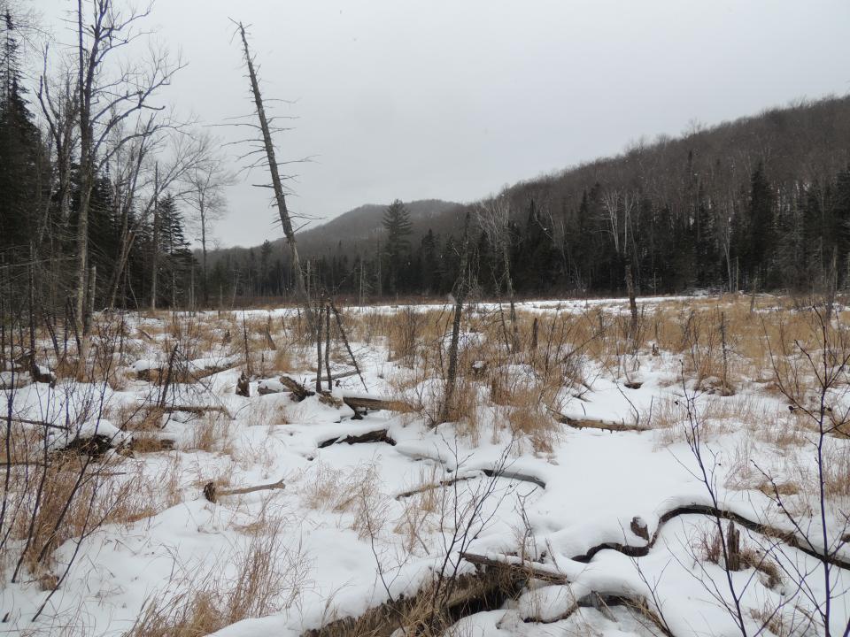 Wetland