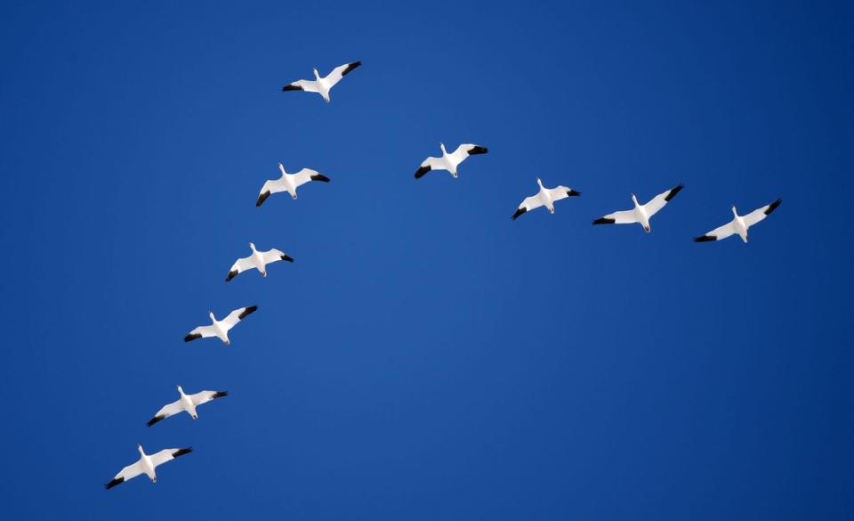 Snow Geese