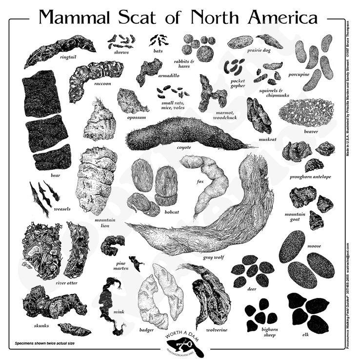 A scat chart is essential in the Adirondack Scat Challenge.