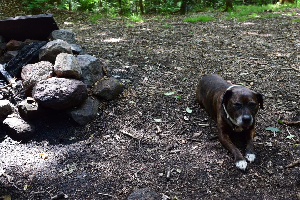 Spruce Lake, first lean-to dog