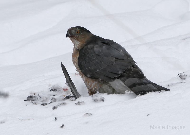 Cooper's Hawk