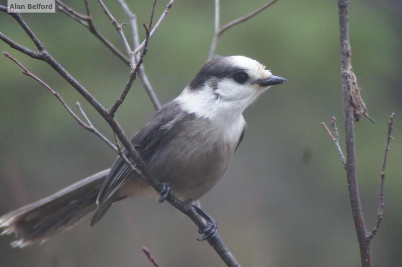 Gray Jay