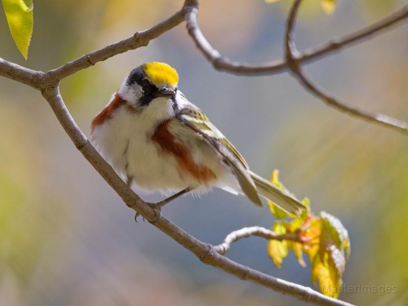 Chestnut-sided Warbler