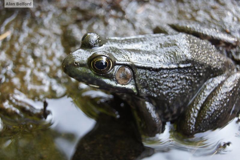 Green Frog