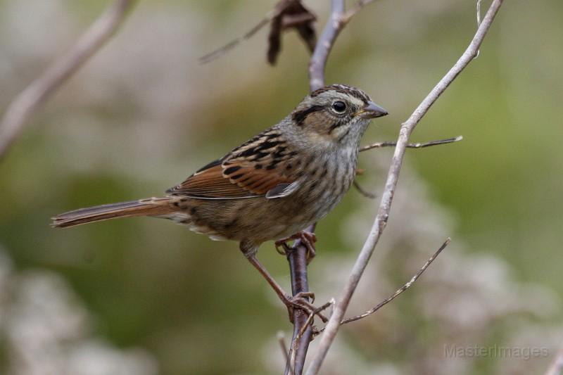 Swamp Sparrow - Larry