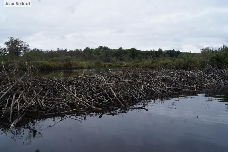 beaver dam - Kunjamuk