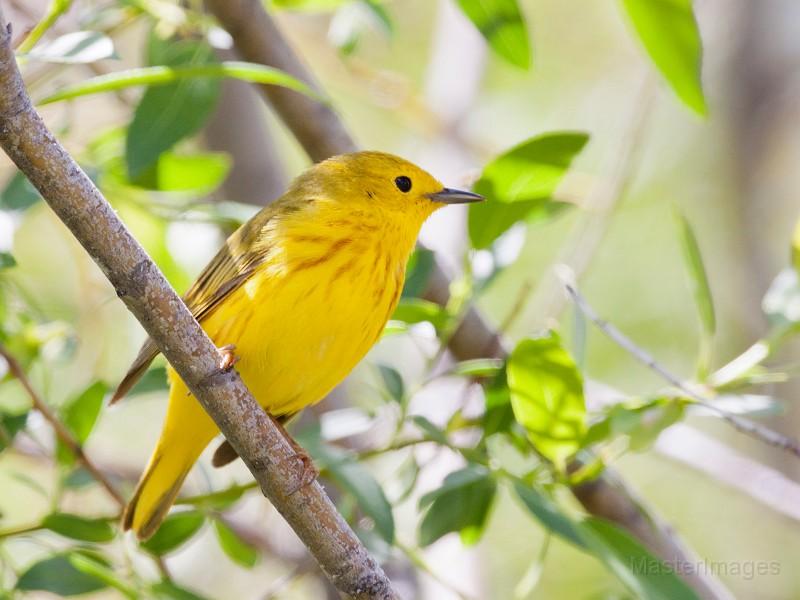 Yellow Warbler - Larry