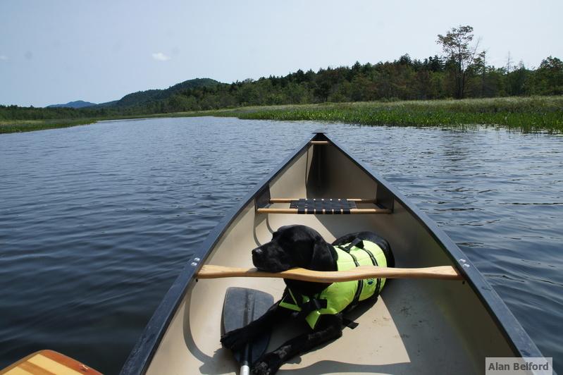 Wren - Sacandaga