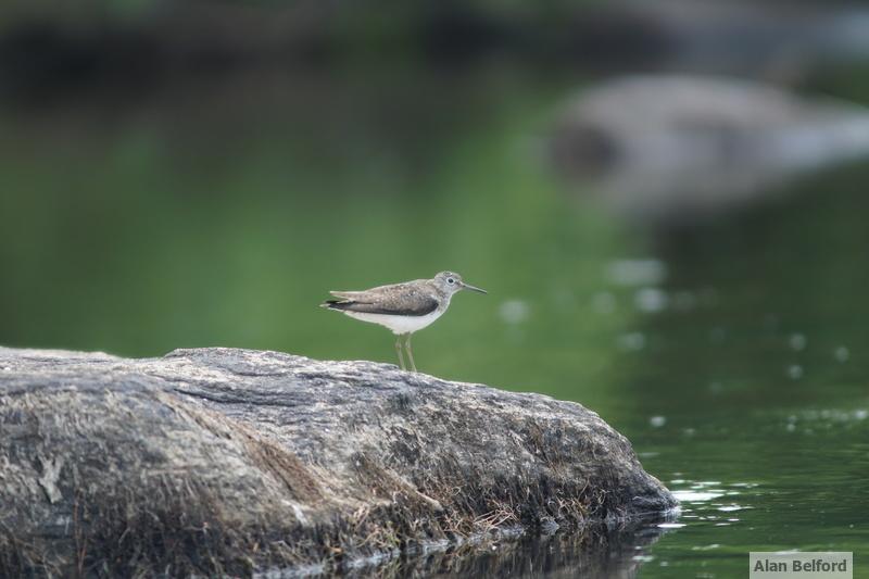 Solitary Sandpiper