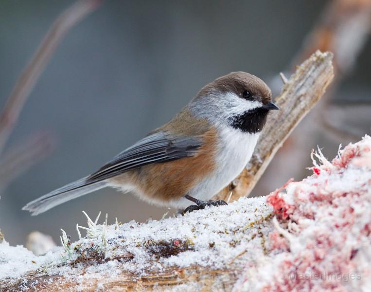 Boreal Chickadee